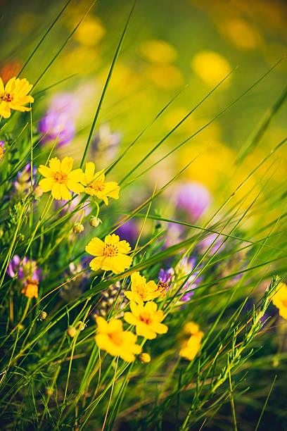 봄 콜로라드. 필드 야생화, buttercups, 클로버 - colorful colorado 뉴스 사진 이미지