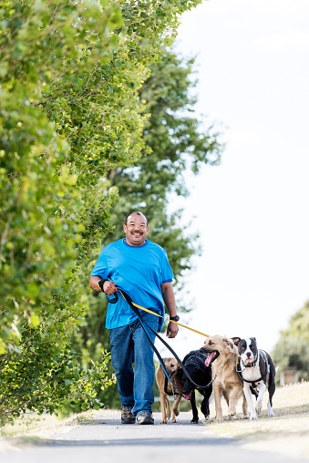Adult male dogwalker walking outdoors on a tree lined pathway in a park holding his large dogs on leashes.
