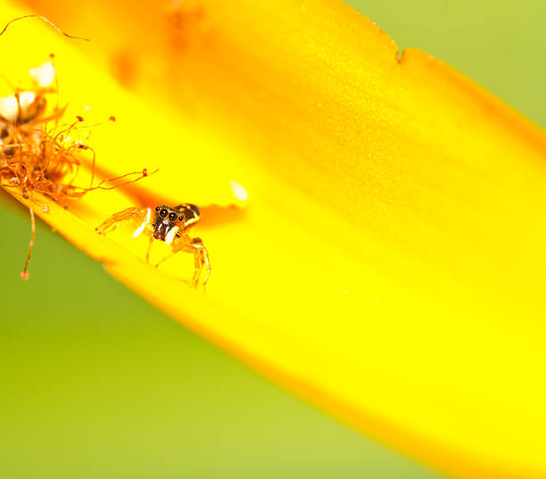 istock jump spider on yellow flower 513310000