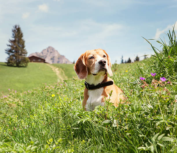 istock Beagle sitting in high grass on the mountain meadow 513310946