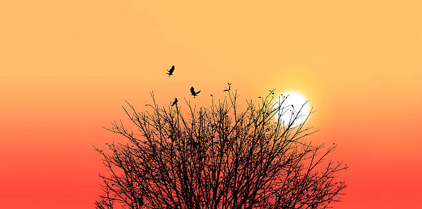 istock Silhouette of a death tree with crow on sunset background 513311482