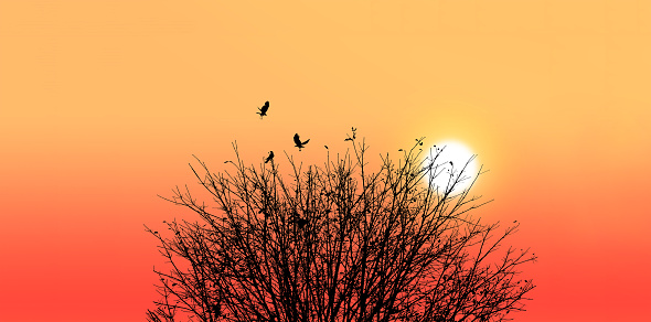 Silhouette of a death tree with crow on sunset background