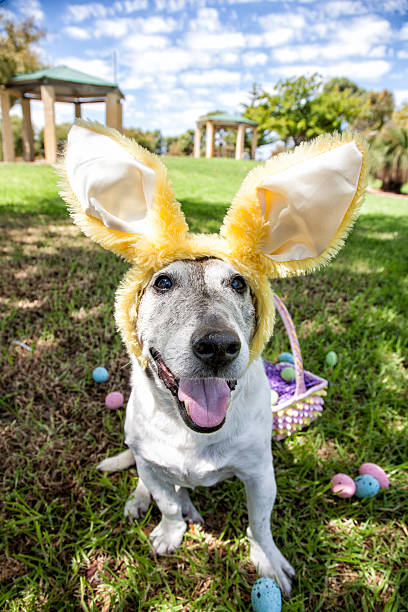 Easter Bunny Park Dog A cute old dog wearing Easter Bunny ears with a basket of Easter eggs at a park. breed eggs stock pictures, royalty-free photos & images