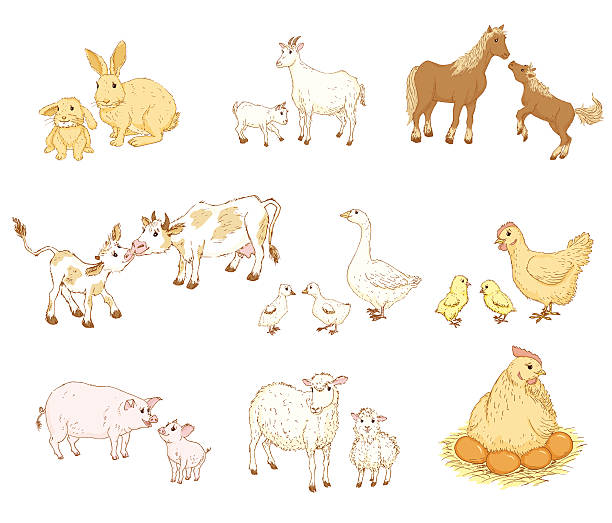 ilustrações, clipart, desenhos animados e ícones de bebê e mãe de animais - calf cow mother animal