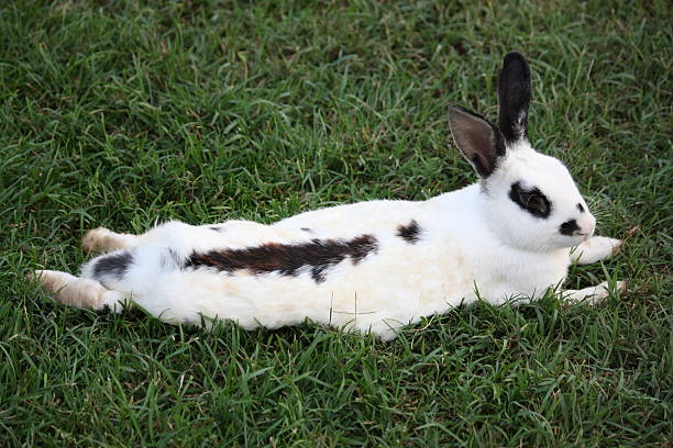토끼 최고의 영어 핀토 녹색 메도 - dalmatian rabbit 뉴스 사진 이미지