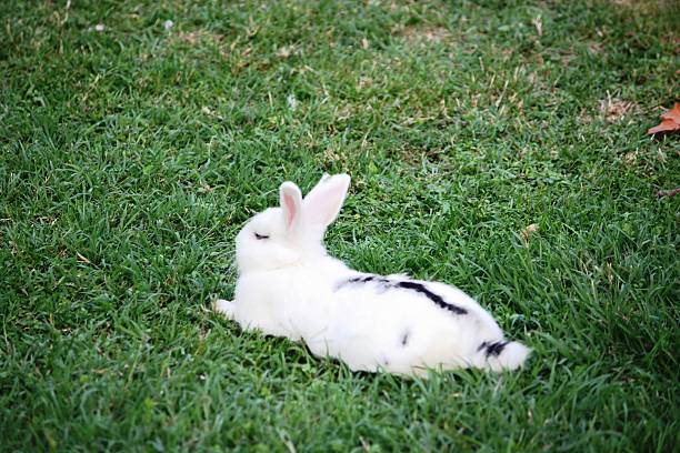 blanc lapins nain sur gazon vert - dalmatian rabbit photos et images de collection