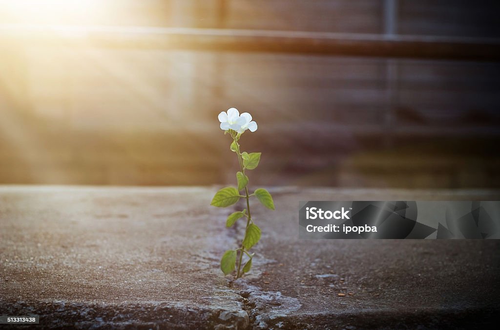white flower growing on crack street in sunbeam, soft focus Flower Stock Photo