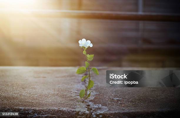 White Flower Growing On Crack Street In Sunbeam Soft Focus Stock Photo - Download Image Now