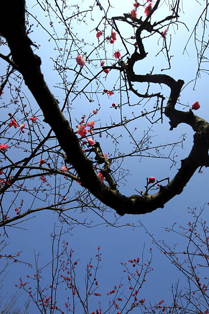Plum Blossoms stock photo