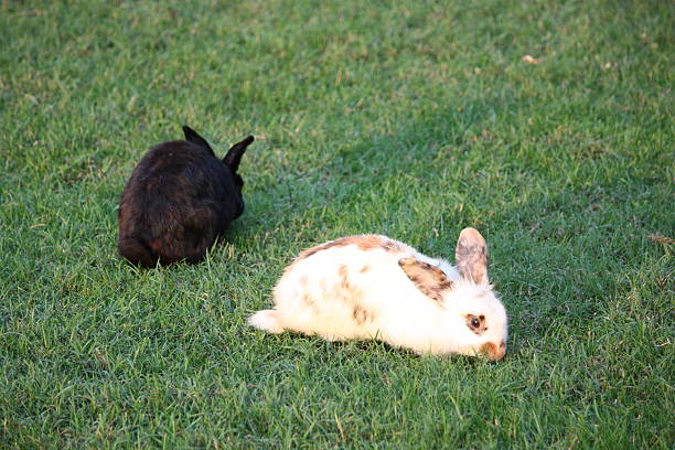 noir et aux trois nain lapin rex dalmatien dans parc - dalmatian rabbit photos et images de collection