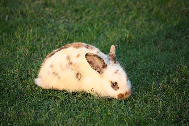 3 채색기법 난장이 렉스 토끼 달마시안 - dalmatian rabbit 뉴스 사진 이미지