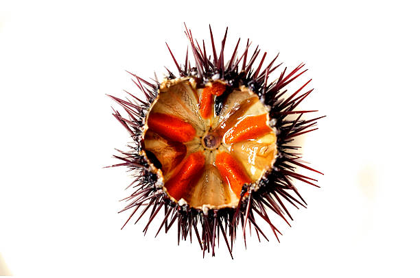 istock Purple sea urchin 513314331