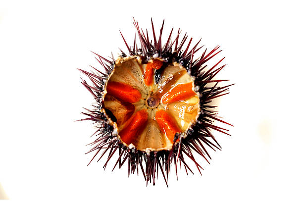 Purple sea urchin Purple sea urchin roe on a white background sea urchin stock pictures, royalty-free photos & images