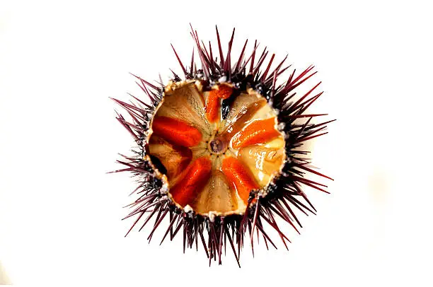 Photo of Purple sea urchin