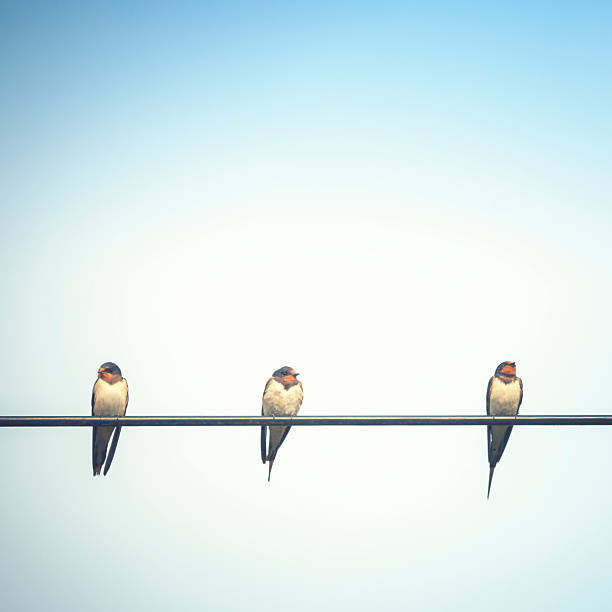 istock It takes more than a swallow to make  summer. 513314419