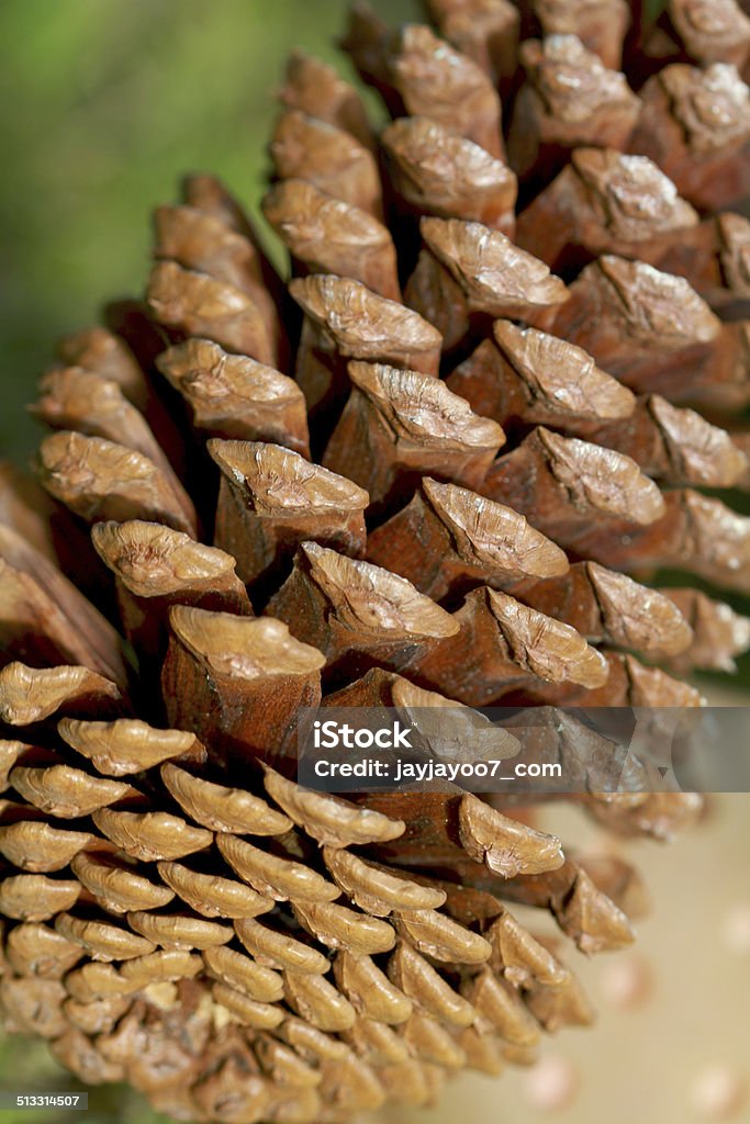 Close up pine cone seed Brown Stock Photo