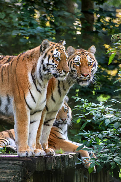 istock Bengal tiger panthera tigris tigris in captivity 513314929