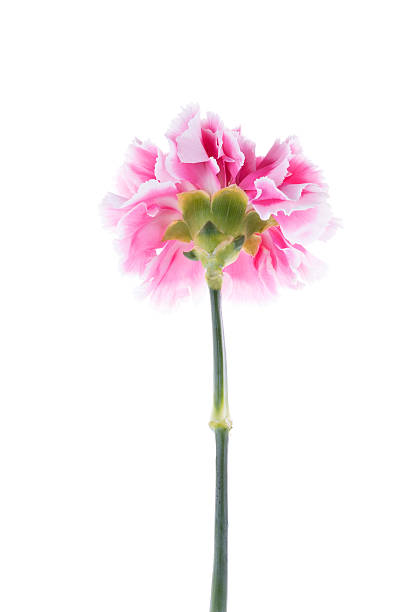istock blooming beautiful pink flower isolated on white background. 513315026
