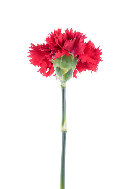 istock blooming beautiful red flower isolated on white background. Eleg 513315076