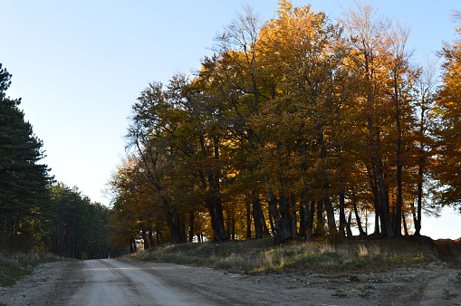 path, pine, woods, autumn, colors