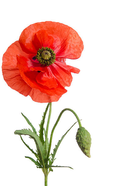 istock single red poppy isolated on white 513315264