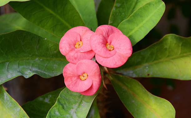 istock Kalanchoe blossfeldiana 513315566