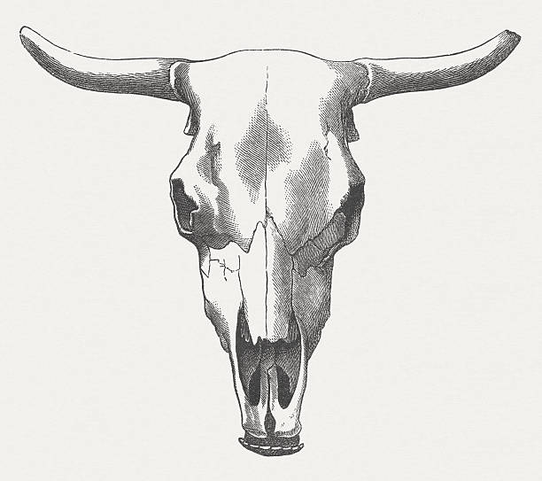 окисленное виде черепа - animal skull cow animal skeleton animal stock illustrations