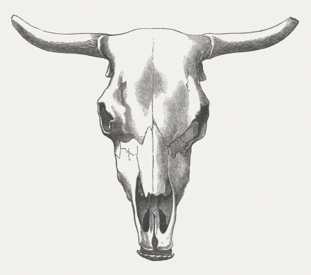Ox skull. Wood engraving, published in 1883.