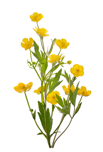 Wide field view of buttercup flowers (genus Ranunculus) blooming in field along the California coast Highway 1.\n\nTaken in San Mateo County, California, USA