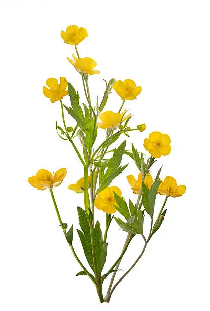 yellow buttercup flowers isolated on white background