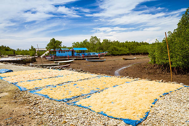 Drying Seaweed 2 Seaweed spread out on plastic sheets, drying in the sun. Nusa Lembongan, Bali, Indonesia. seaweed farming stock pictures, royalty-free photos & images