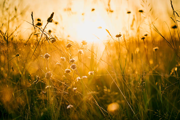 istock Wildflowers in meadow during sunrise 513316802