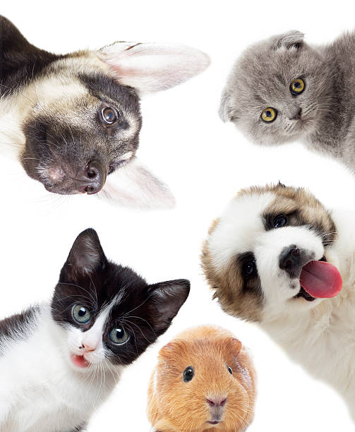 istock Puppy and kitten and guinea pig 513317552