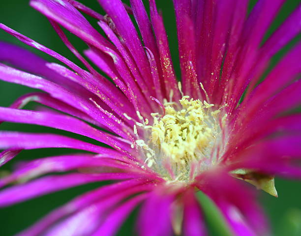 lampranthus close up macro image of a lampranthus spectabilis flower lampranthus spectabilis stock pictures, royalty-free photos & images
