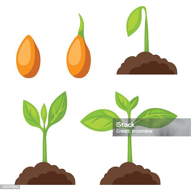 Ein Satz Von Illustrationen Mit Mondphasen Pflanze Wachstum Bild Für Banner Stock Vektor Art und mehr Bilder von Setzling