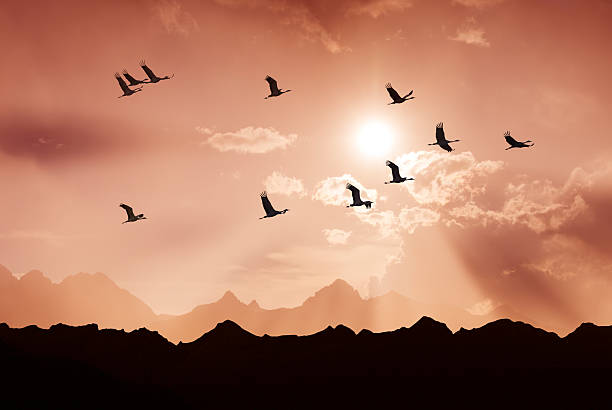 istock Bright sky on sunset or sunrise with flying birds 513319912