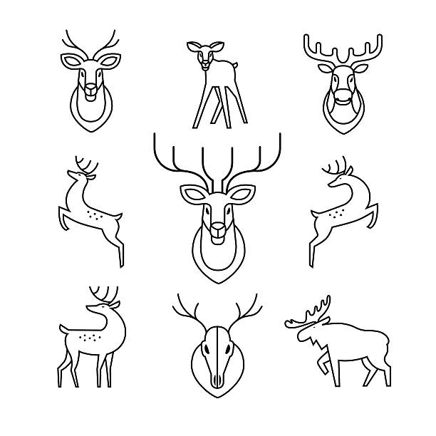 Jumping and standing deers, moose, antlers Jumping and standing deers, moose, antlers and horns, stuffed deer heads and scull. Thin line art icons set. Modern black symbols isolated on white for infographics or web use. deer stock illustrations
