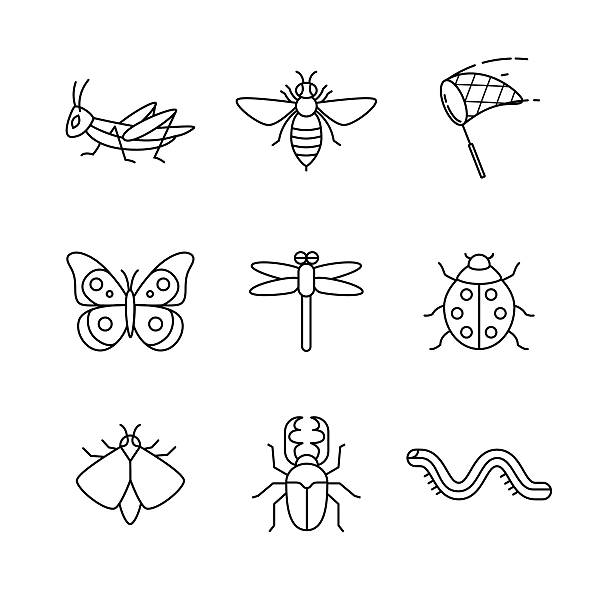 ilustrações, clipart, desenhos animados e ícones de insetos fina linha de arte conjunto de ícones - grasshopper