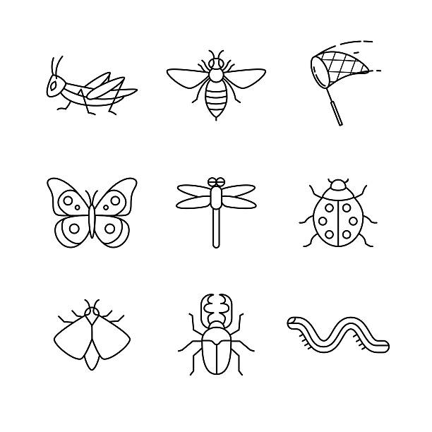 Insects thin line art icons set Insects thin line art icons set. Modern black symbols isolated on white for infographics or web use. creep stock illustrations