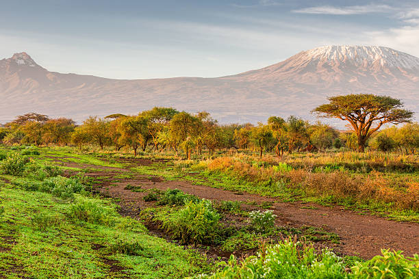 Mt Kilimanjaro &amp; Mawenzi peak and Acacia - morning [url=http://www.istockphoto.com/search/lightbox/15581596#1dd715cb] "See more Mt KiLiMANJARO (MOUTAiN) images"

[url=http://www.istockphoto.com/search/lightbox/12062330#18b14968] "See more AFRiCAN ACACiA TREE images"

[url=http://www.istockphoto.com/search/lightbox/13511051/#182f6ffa] "See more FiELDs LANDSCAPE images"

[url=file_closeup?id=34554496][img]/file_thumbview/34554496/1[/img][/url] [url=file_closeup?id=43010148][img]/file_thumbview/43010148/1[/img][/url] [url=file_closeup?id=33975860][img]/file_thumbview/33975860/1[/img][/url] [url=file_closeup?id=32252742][img]/file_thumbview/32252742/1[/img][/url] [url=file_closeup?id=32328114][img]/file_thumbview/32328114/1[/img][/url] [url=file_closeup?id=18776108][img]/file_thumbview/18776108/1[/img][/url] [url=file_closeup?id=19043038][img]/file_thumbview/19043038/1[/img][/url] [url=file_closeup?id=18622985][img]/file_thumbview/18622985/1[/img][/url] [url=file_closeup?id=32291222][img]/file_thumbview/32291222/1[/img][/url] [url=file_closeup?id=38957430][img]/file_thumbview/38957430/1[/img][/url] [url=file_closeup?id=42940240][img]/file_thumbview/42940240/1[/img][/url] [url=file_closeup?id=39650178][img]/file_thumbview/39650178/1[/img][/url] [url=file_closeup?id=24409165][img]/file_thumbview/24409165/1[/img][/url] [url=file_closeup?id=23510373][img]/file_thumbview/23510373/1[/img][/url] [url=file_closeup?id=41224384][img]/file_thumbview/41224384/1[/img][/url] [url=file_closeup?id=26042658][img]/file_thumbview/26042658/1[/img][/url] [url=file_closeup?id=23208156][img]/file_thumbview/23208156/1[/img][/url] [url=file_closeup?id=41073780][img]/file_thumbview/41073780/1[/img][/url] [url=file_closeup?id=25505580][img]/file_thumbview/25505580/1[/img][/url]
[url=file_closeup?id=23207203][img]/file_thumbview/23207203/1[/img][/url] [url=file_closeup?id=36003588][img]/file_thumbview/36003588/1[/img][/url] [url=file_closeup?id=19482068][img]/file_thumbview/19482068/1[/img][/url] mawenzi stock pictures, royalty-free photos & images