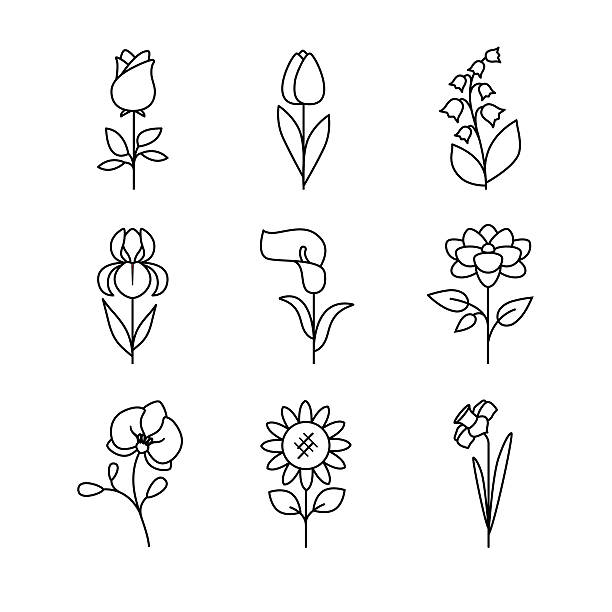 Popular wedding flowers blossoming Popular wedding flowers blossoming. Thin line art icons set. Modern black symbols isolated on white for infographics or web use. single flower flower black blossom stock illustrations