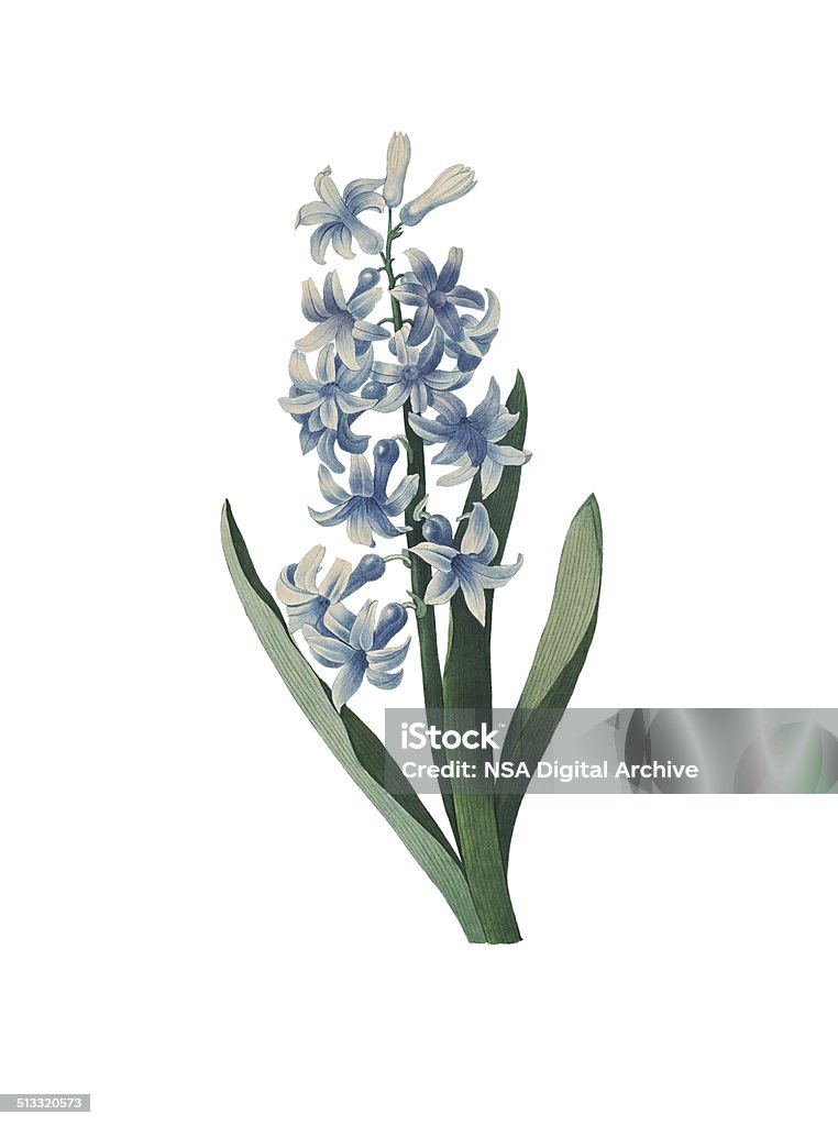 Hyacinth | Redoute Flower Illustrations High resolution illustration of a hyacinth, isolated on white background. Engraving by Pierre-Joseph Redoute. Published in Choix Des Plus Belles Fleurs, Paris (1827). Hyacinth stock illustration