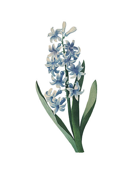 Hyacinth | Redoute Flower Illustrations High resolution illustration of a hyacinth, isolated on white background. Engraving by Pierre-Joseph Redoute. Published in Choix Des Plus Belles Fleurs, Paris (1827). hyacinth stock illustrations