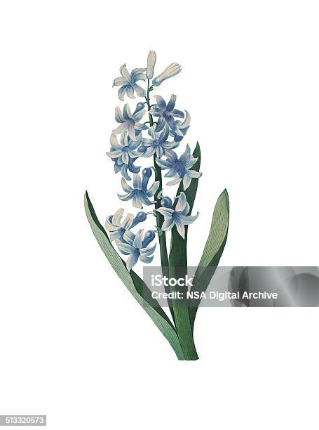 Hyacinth Redoute Flower Illustrations Stock Illustration - Download Image Now - Hyacinth, Illustration, Flower
