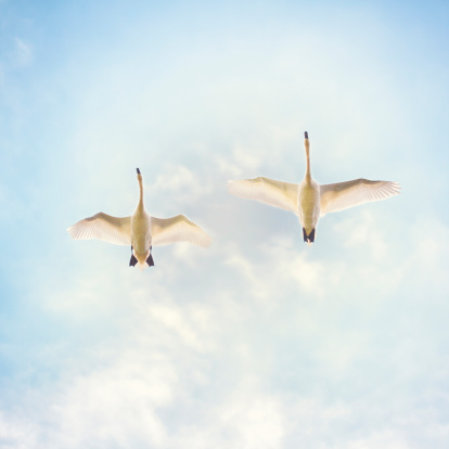 Flying swans from below .