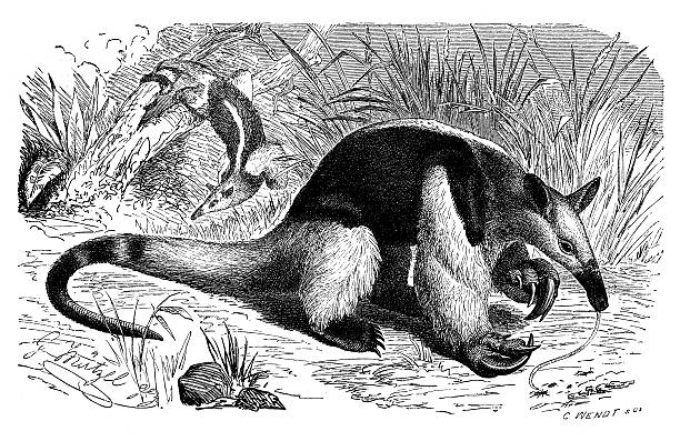 illustrations, cliparts, dessins animés et icônes de ancienne illustration de southern tamandua (tamandua tetradactyla) - southern tamandua