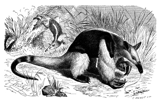 Antique illustration of southern tamandua (Tamandua tetradactyla)