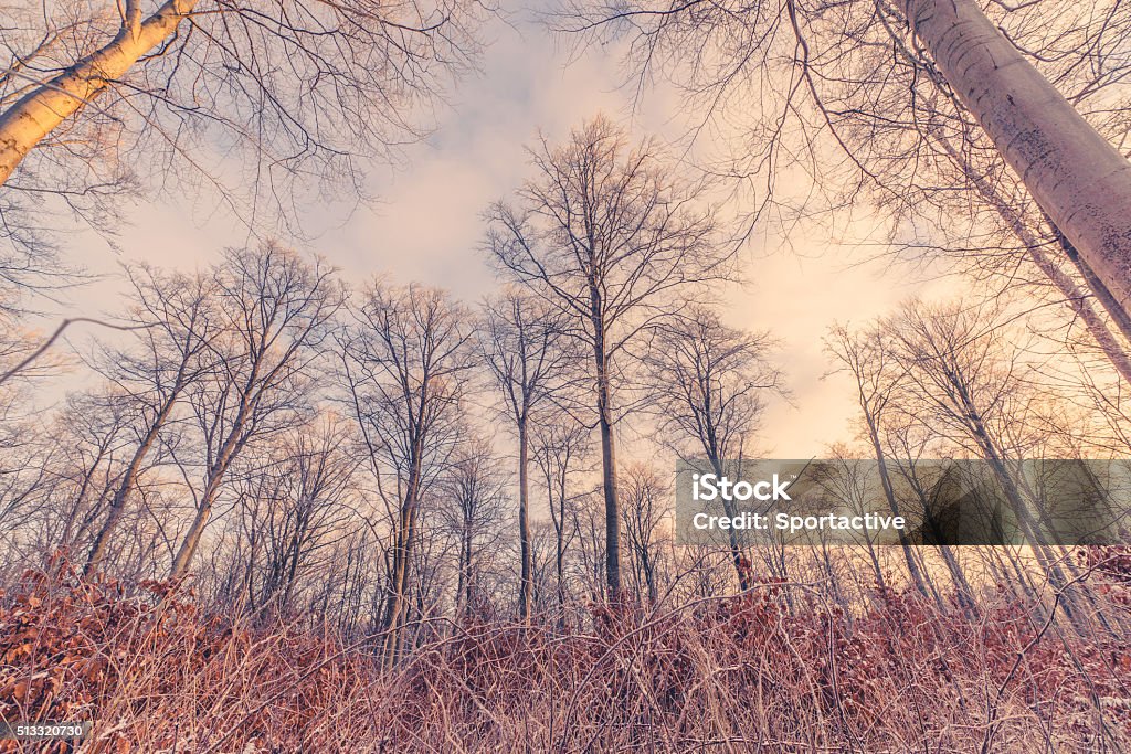 Tall trees in the winter sunrise Tall trees in the forest in the winter sunrise Backgrounds Stock Photo