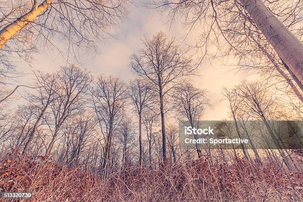 Tall Trees In The Winter Sunrise Stock Photo - Download Image Now - Backgrounds, Branch - Plant Part, Climate