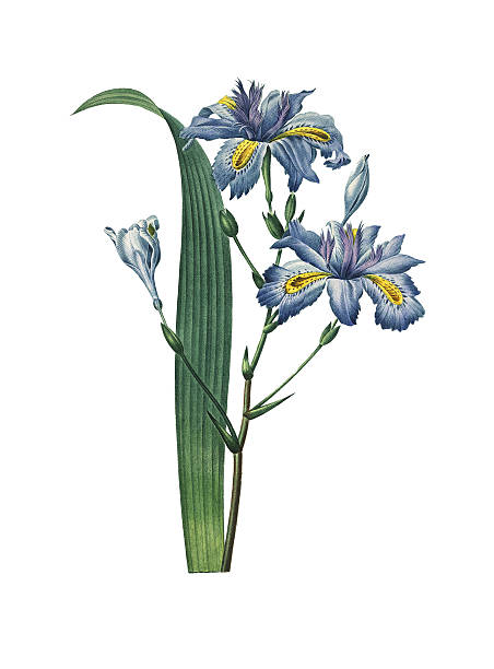 국화는 japonica/redoute 아이리스입니다 일러스트 - blue close up white background flower head stock illustrations